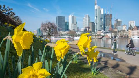 Narzissen vor Frankfurter Skyline