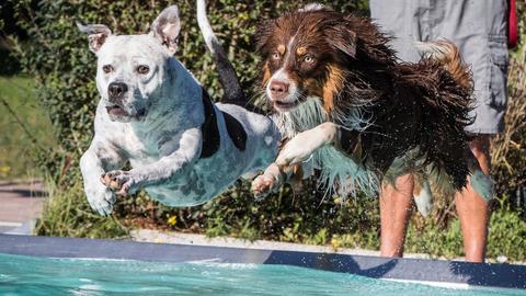 Zwei Hunde springen ins Wasser