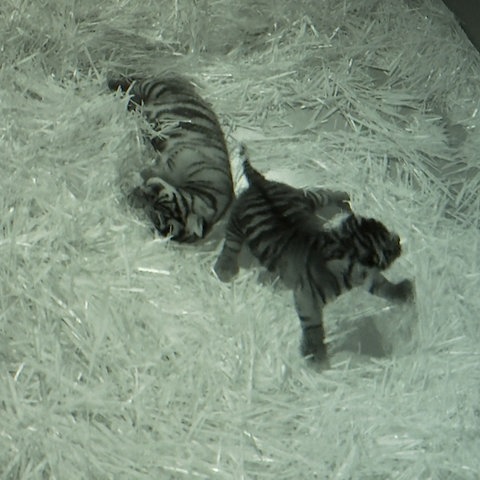 Zwei Tigerbabys in der Wurfbox im Frankfurter Zoo