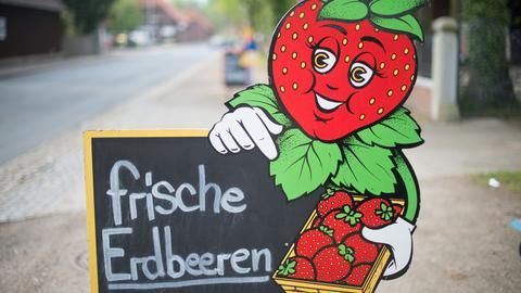 frische Erdbeeren