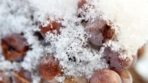 Gefrostete Weintrauben - die Eisweinlese kann beginnen.