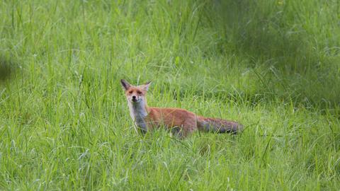 Fuchs im hohen Gras schaut oder lächelt sogar in die Kamera