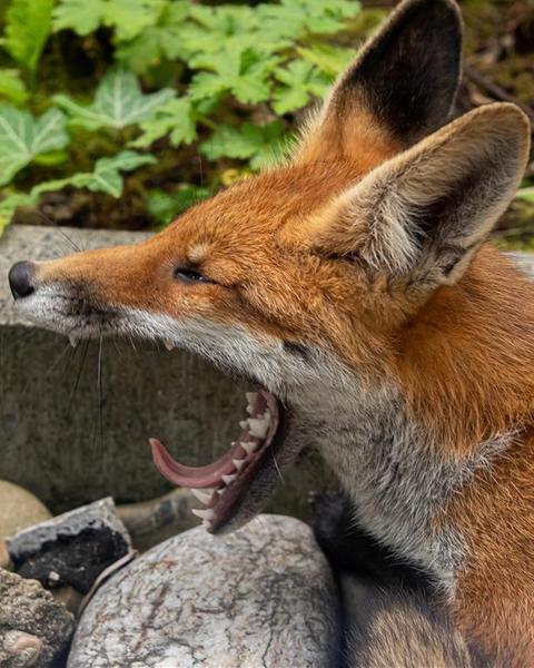 Gähnender Fuchs