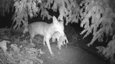 Fuchs mit Ratten im Maul von Wildkamera fotografiert