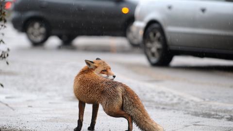 Fuchs in der Stadt