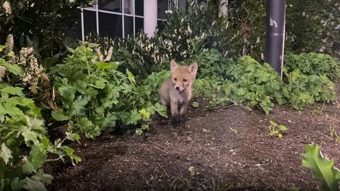 Fuchsbabys auf dem hr-Gelände Funkhaus am Dornbusch