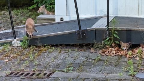 Drei kleine Füchse spielen auf dem hr-Gelände