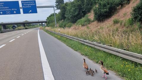 Gänse laufen über eine leere Autobahn.