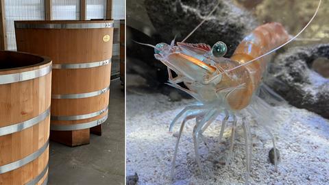 Bildkombination, links Holzfässer zur Garnelenzucht und rechts eine Garnele im Wasserbecken