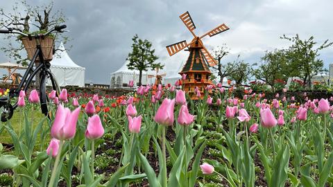Fürstliches Gartenfest in Eichenzell mit Tulpen und Windmühlen