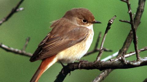 Ein Gartenrotschwanz (Singvogel) sitzt in einem Baum.