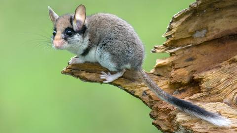 Ein Gartenschläfer, eine Art Maus, sitzt auf einem Stück Holz vor grünem Hintergrund.