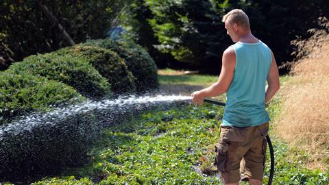 Mann spritzt Garten mit Wasser aus Schlauch