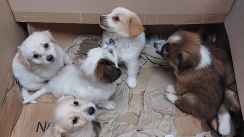 Sieben Hundewelpen in einem Karton