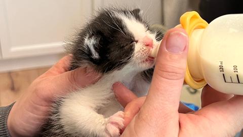 Katzenbaby wird gefüttert