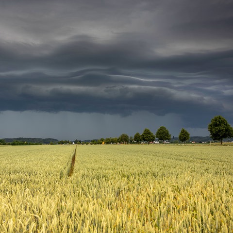 Gewitterwolken ballen sich über einem Getreidefeld zusammen.