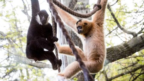 Gibbons Zoo Frankfurt