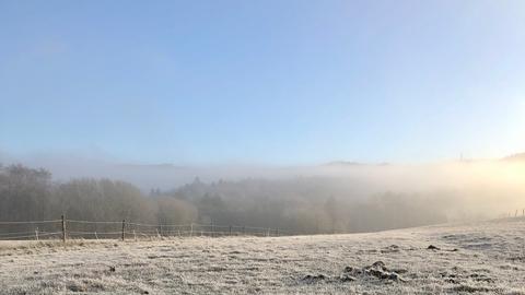 Vereiste Pflanzen mit etwas Sonne durch Nebel