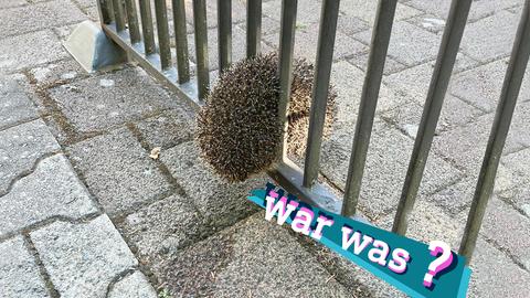 Foto: Ein Igel ist eingeklemmt zwischen zwei Stäben eines stählernen Zauns.