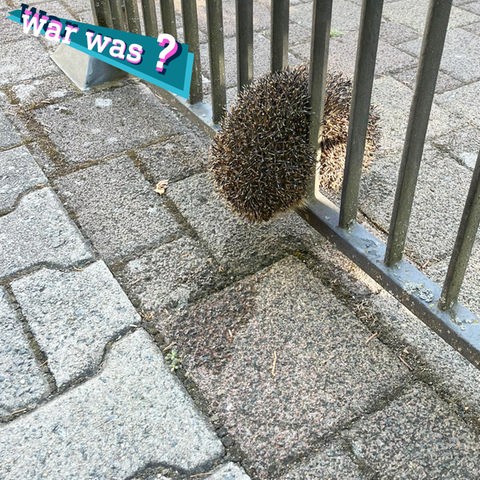 Foto: Ein Igel ist eingeklemmt zwischen zwei Stäben eines stählernen Zauns.