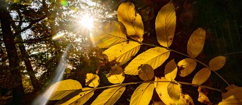 Die Sonne bescheint am Abend die gelblich verfärbten Blätter im Frankfurter Wasserpark. 