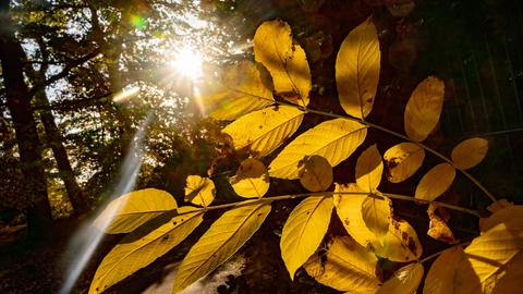 Die Sonne bescheint am Abend die gelblich verfärbten Blätter im Frankfurter Wasserpark. 