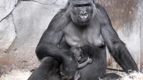 Gorilla Dian mit ihrem Baby