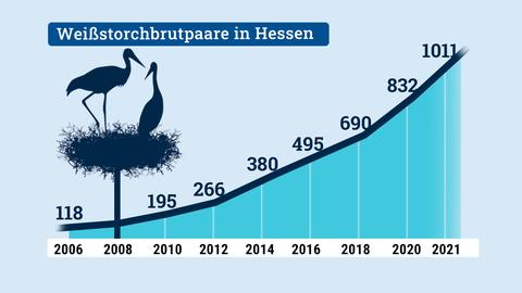 Grafik: Anstieg der Brutpaarzahl von Weißstörchen in Hessen über die Jahre