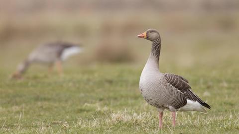 Graugänse können das Vogelgrippe-Virus verbreiten.