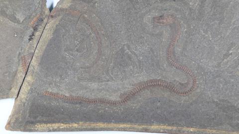 Ein fast vollständig erhaltenes Schlangenfossil wurde in der Grube Messel gefunden.