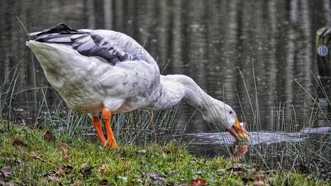 Ein Wasservogel trinkt aus einem See.