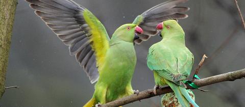 Zwei grüne Vögel sitzen auf einem Ast.