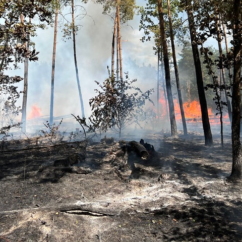 In einem Waldstück brennt es - Feuer auf dem Boden und viel Rauch sind zu sehen.