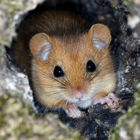 Eine Haselmaus schaut aus einer Baumhöhle heraus. 