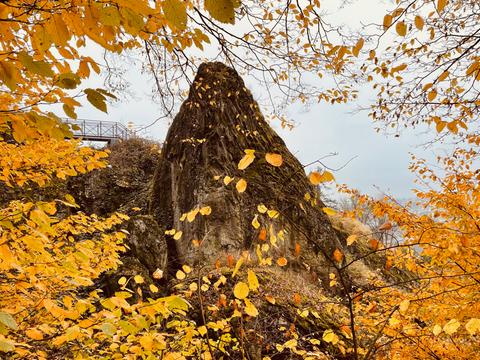 Herbstlaub bedeckt einen Felsen. 