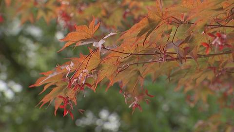 Rot und orange gefärbte Blätter an einem Baum.