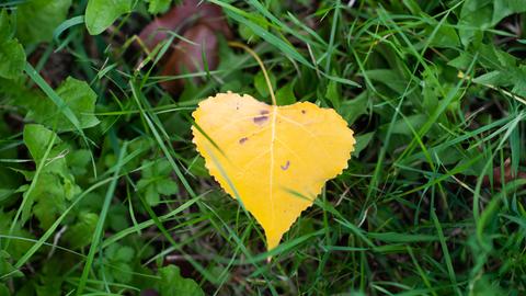 Ein gelbes Herbstblatt in Herzform