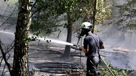 Waldbrand in Heusenstamm (Offenbach)