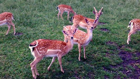 Tiere im Wildgehege in Zellhausen (Archivbild)