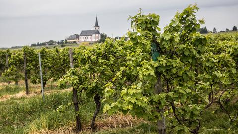  Weinberge bei Hochheim