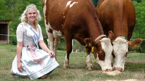 Die lächelnde Milchkönigin neben zwei fressenden Kühen