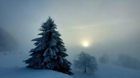 Schnee mit Tanne und Sonne auf Berg