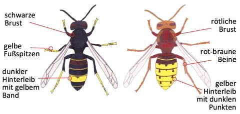Unterschiede zwischen der Asiatischen Hornisse (links) und der Europäischen Hornisse.