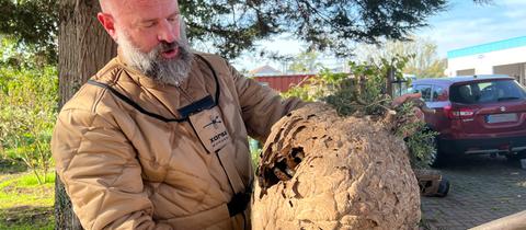 Immer noch staunend hält Hornissenexperte Reiner Jahn das große Nest der Asiatischen Hornisse in den Händen.