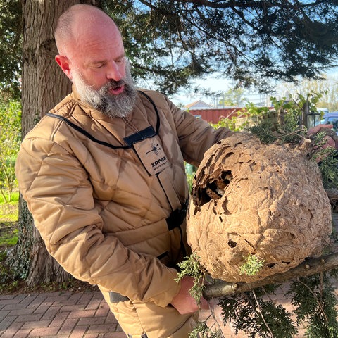 Immer noch staunend hält Hornissenexperte Reiner Jahn das große Nest der Asiatischen Hornisse in den Händen.