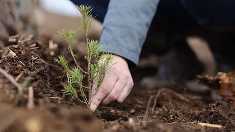 Waldboden aus der Nähe fotografiert und eine Hand die kleinen Baum pflanzt