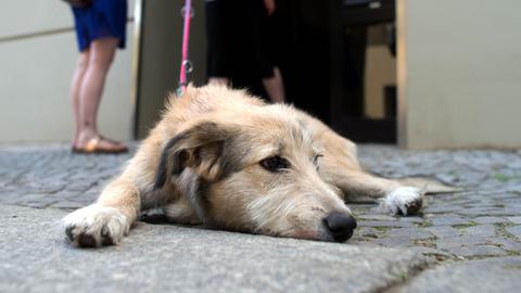 Im Bildvordergrund ein Hund in Nahaufnahme, der auf dem Boden liegt. Im Bildhintergrund unscharf zwei Menschen, die an einem Hauseingang stehen, mit einer Leine in der Hand.