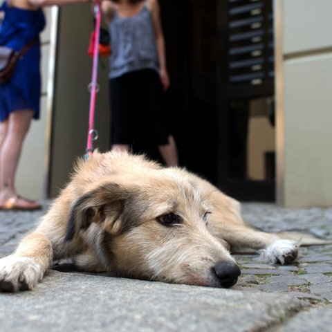 Im Bildvordergrund ein Hund in Nahaufnahme, der auf dem Boden liegt. Im Bildhintergrund unscharf zwei Menschen, die an einem Hauseingang stehen, mit einer Leine in der Hand.