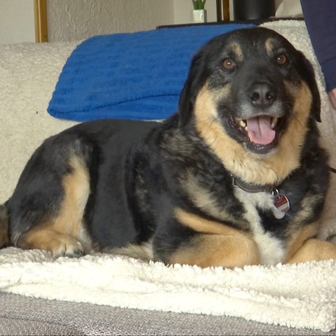 Ein schwarz, brauner Hund mit kurzen Beinen.
