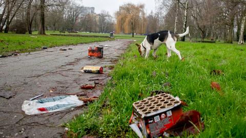 Ein Hund schnüffelt im Park an den Resten von Feuerwerkskörpern